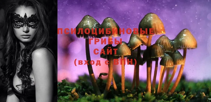 Галлюциногенные грибы Psilocybe  Губкин 